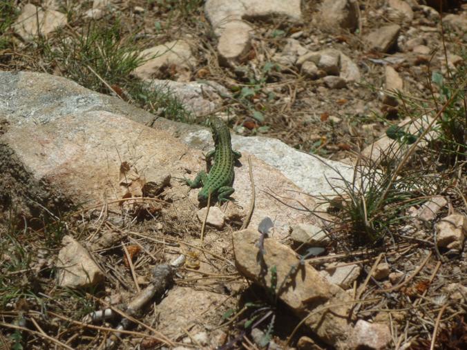 Rettili della Corsica